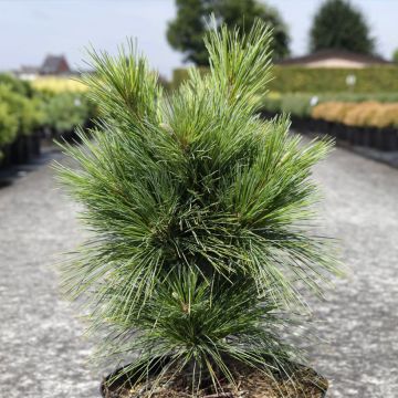 Pin - Pinus schwerinii Wiethorst