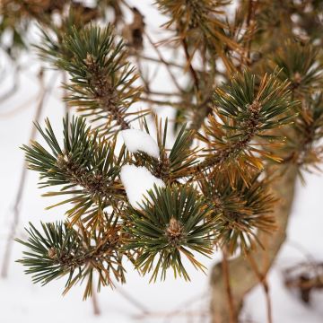 Pin noir du Japon - Pinus thunbergii Kotobuki