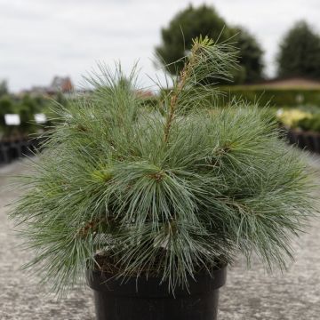 Pin Weymouth - Pinus strobus Blue Shag