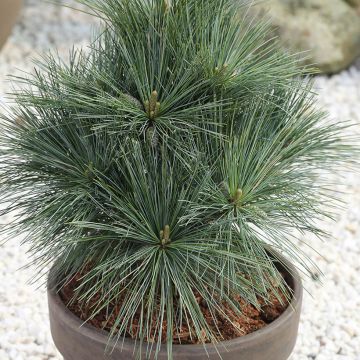 Pin de Weymouth - Pinus strobus Secrest