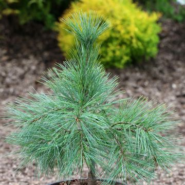 Pin de Weymouth nain - Pinus strobus Niagara Falls