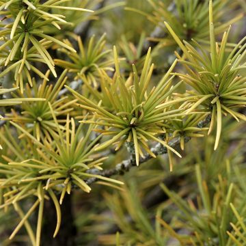 Pin de montagne - Pinus mugo Mops Gold