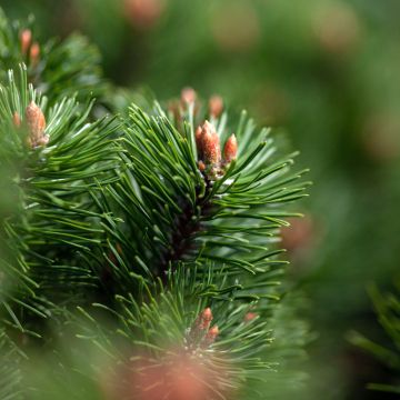 Pin de montagne - Pinus mugo Mumpitz