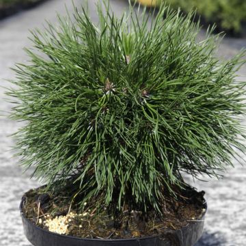 Pin de montagne - Pinus mugo Varella