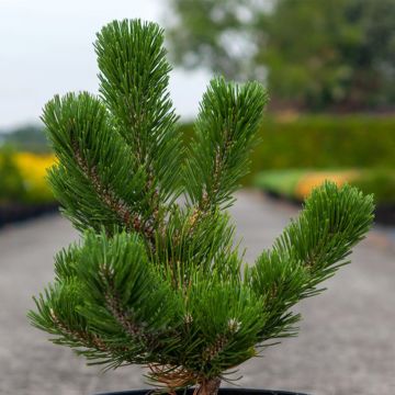 Pin noir - Pinus nigra Oregon Green