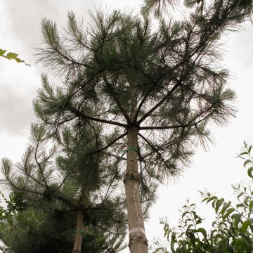 Pin noir d'Autriche - Pinus nigra nigra