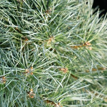 Pin sylvestre nain - Pinus sylvestris Chantry Blue