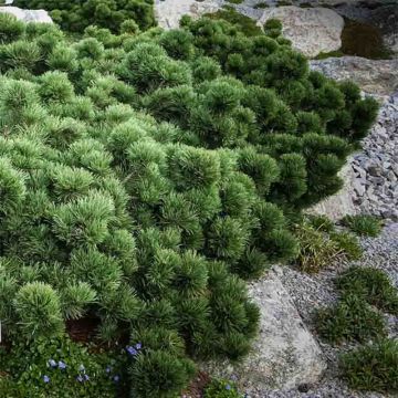 Pinus mugo Lilliput - Pin de montagne                             
