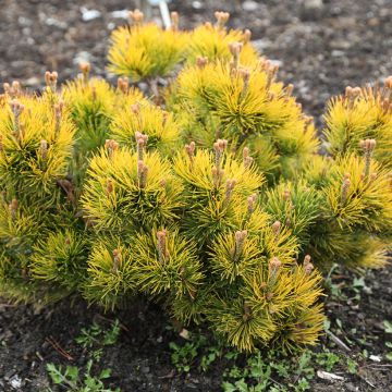 Pin de montagne - Pinus mugo Mops Gold