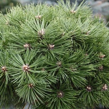Pinus nigra Agnes Brégeon - Pin noir 