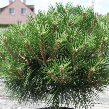 Pinus nigra Pierrick Brégeon  - Pin noir