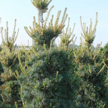 ILEX aquifolium 'Madame Briot' - Houx panaché - pépinières Lepage Bretagne  Bord de mer