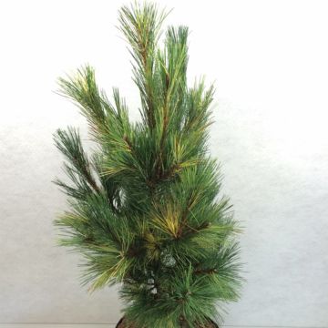 Pin de Macédoine - Pinus peuce Aureovariegata                      