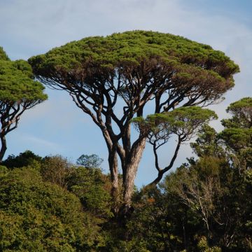 Pinus pinea - Pin parasol