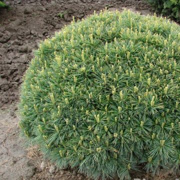 Pinus strobus Minuta - Pin de Weymouth nain                          