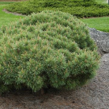 Pin sylvestre nain - Pinus sylvestris Sandringham              