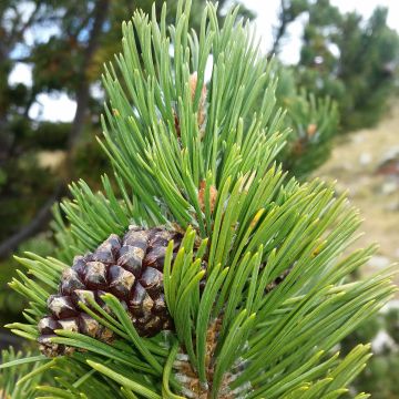 Pin de montagne - Pinus uncinata Kladská