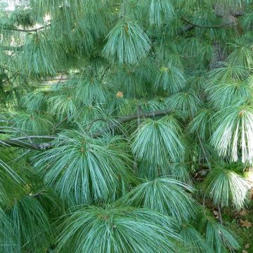 Pinus wallichiana - Pinus griffithii - Pin pleureur de l'Himalaya 