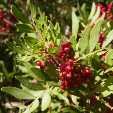 Pistacia lentiscus - Lentisque pistachier