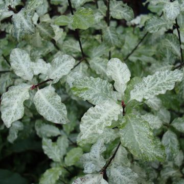 Pittosporum tenuifolium Irene Patterson - Pittosporum à petites feuilles panachées.