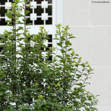 Pittosporum tenuifolium Irish Luck - Pittospore à petites feuilles