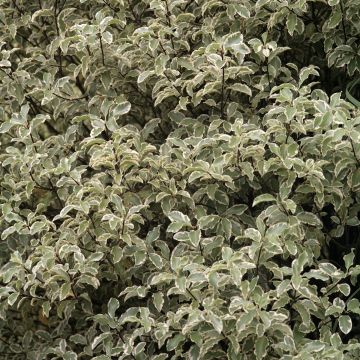 Pittosporum argyrophyllum Variegatum