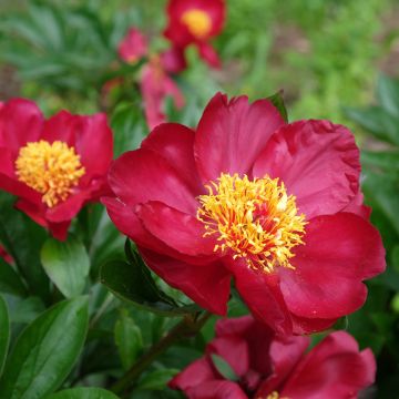 Pivoine Blaze