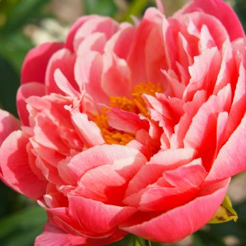 Pivoine Coral Sunset