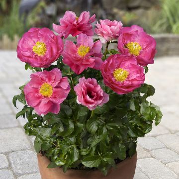 Pivoine Early Scout