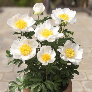 Pivoine Early Scout