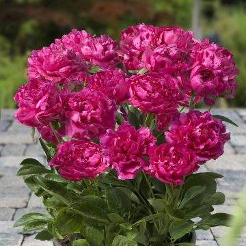 Pivoine Early Scout