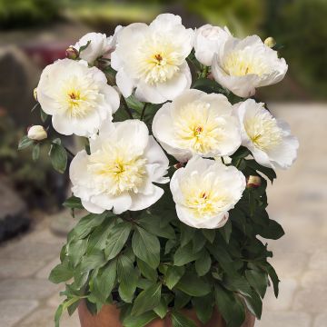 Pivoine Early Scout