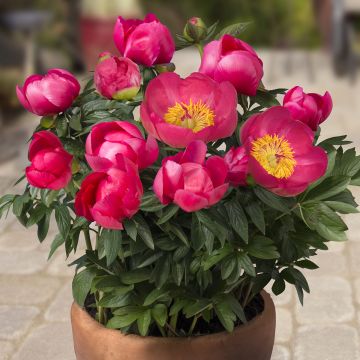 Pivoine Early Scout