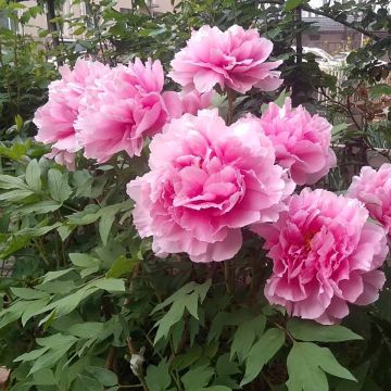 Pivoine arbustive Cai Hui - Paeonia suffruticosa