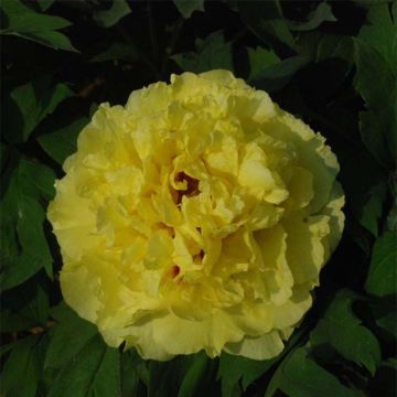 Pivoine arbustive Alice Harding - Paeonia (x) lutea