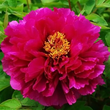 Pivoine arbustive Luo Yang Hong - Paeonia suffruticosa