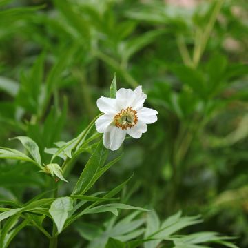 Pivoine Botanique Emodi