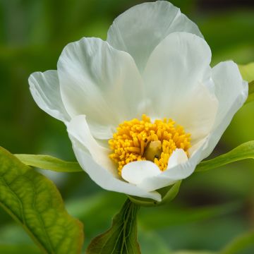 Pivoine emodi Late Windflower - Pivoine botanique