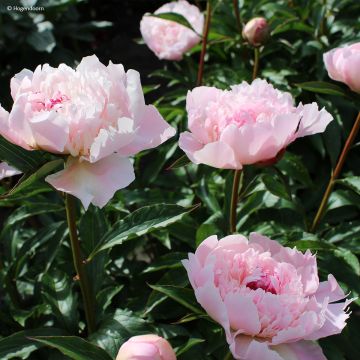 Pivoine lactiflora Félix Crousse