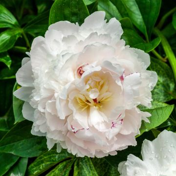 Pivoine lactiflora Félix Crousse