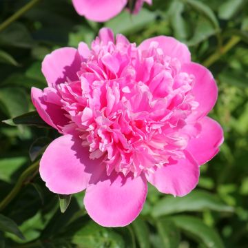 Pivoine lactiflora Bouquet Perfect