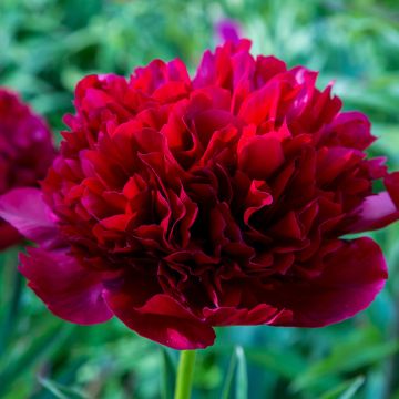 Pivoine lactiflora Félix Crousse