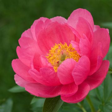 Pivoine lactiflora Cytherea 