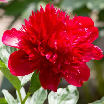 Pivoine lactiflora Diana Parks