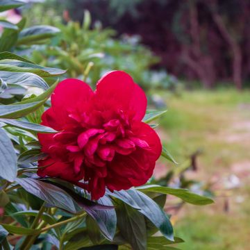 Pivoine lactiflora Diana Parks