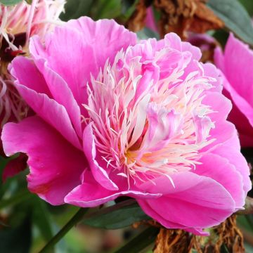 Pivoine lactiflora Félix Crousse