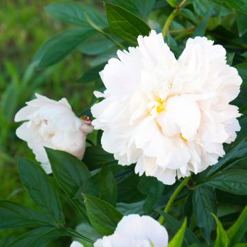 Pivoine lactiflora Félix Crousse