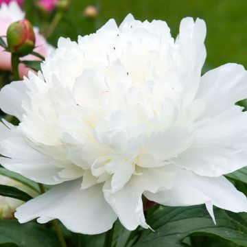 Pivoine lactiflora Gardenia