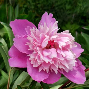 Pivoine Gay Paree