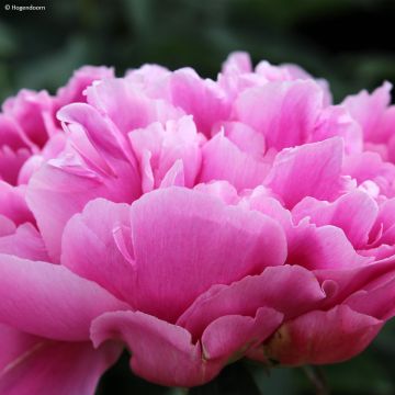 Pivoine lactiflora Félix Crousse